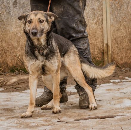 Tilda, mit ganz viel Liebe ist sie eine tolle Hündin