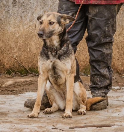 Tilda, mit ganz viel Liebe ist sie eine tolle Hündin