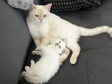 3 Zuckersüße Britisch Kurzhaar Kitten zu Verkaufen