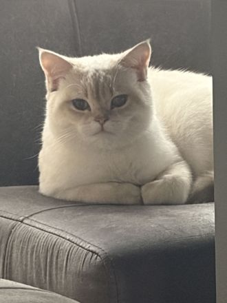 1,5 Jahre alten BKH