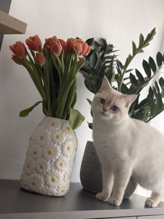 1,5 Jahre alten BKH