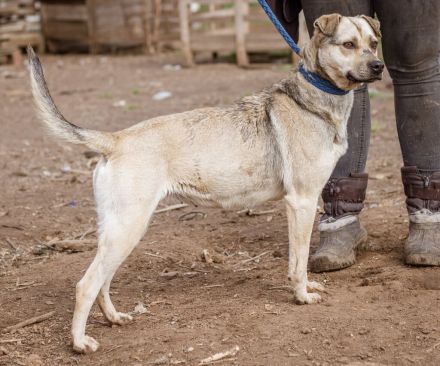 Olga, ein echter Sonnenschein auf vier Pfoten für die ganze Familie