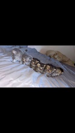 Wunderschöne kitten abzugeben