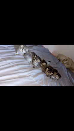 Wunderschöne kitten abzugeben