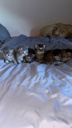 Wunderschöne kitten abzugeben