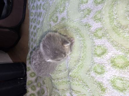 Wunderschöne kitten abzugeben