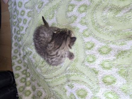 Wunderschöne kitten abzugeben