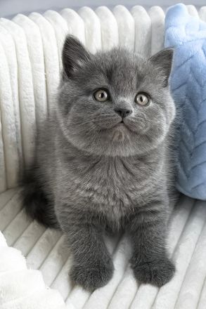 Full Blood British Shorthair Kittens