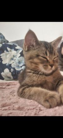 1 wunderschöner BKH Kitten sucht noch sein Zuhause ♡