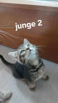 3 wunderschöne BKH Kitten suchen noch ihr Zuhause ♡