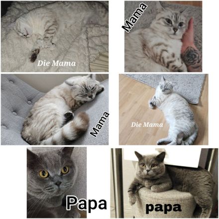 3 wunderschöne BKH Kitten suchen noch ihr Zuhause ♡