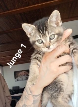 3 wunderschöne BKH Kitten suchen noch ihr Zuhause ♡