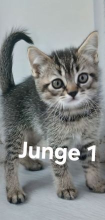 3 wunderschöne BKH Kitten suchen noch ihr Zuhause ♡