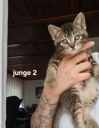 3 wunderschöne BKH Kitten suchen noch ihr Zuhause ♡