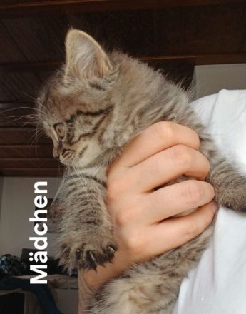 3 wunderschöne BKH Kitten suchen noch ihr Zuhause ♡