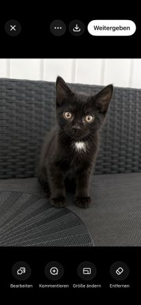 BKH kitten abzugeben