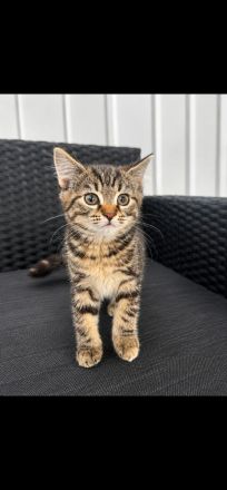 BKH kitten abzugeben