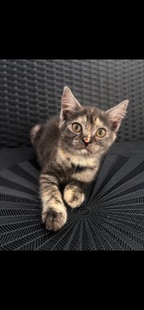 BKH kitten abzugeben