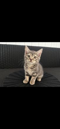 BKH kitten abzugeben