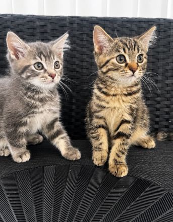 BKH kitten abzugeben