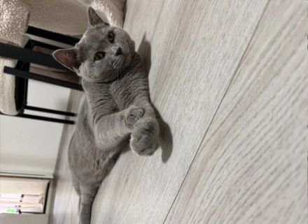 BKH Kater abzugeben