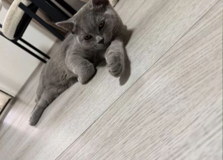 BKH Kater abzugeben