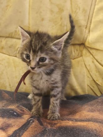 🐾 Süße Kitten suchen ein liebevolles Zuhause 🐾