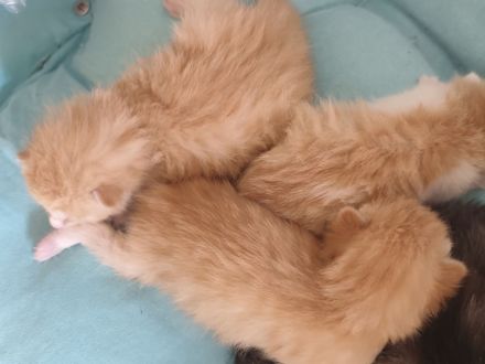 🐾 Süße Kitten suchen ein liebevolles Zuhause 🐾