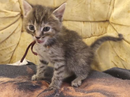 🐾 Süße Kitten suchen ein liebevolles Zuhause 🐾