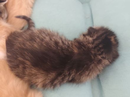 🐾 Süße Kitten suchen ein liebevolles Zuhause 🐾
