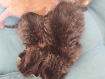 🐾 Süße Kitten suchen ein liebevolles Zuhause 🐾