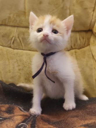 🐾 Süße Kitten suchen ein liebevolles Zuhause 🐾