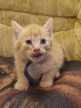 🐾 Süße Kitten suchen ein liebevolles Zuhause 🐾