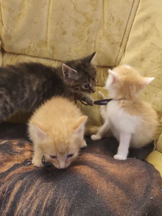 🐾 Süße Kitten suchen ein liebevolles Zuhause 🐾