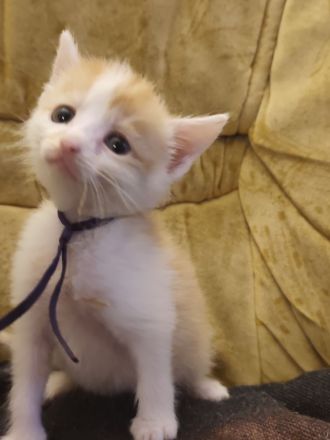 🐾 Süße Kitten suchen ein liebevolles Zuhause 🐾