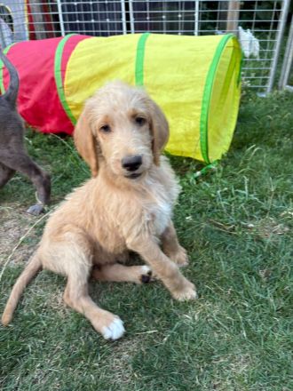 Deutsche Dogge x Pudel Mix Mischling sind süße Great Danoodle Welpen
