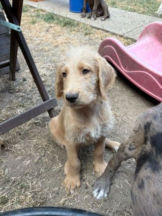 Deutsche Dogge x Pudel Mix Mischling sind süße Great Danoodle Welpen