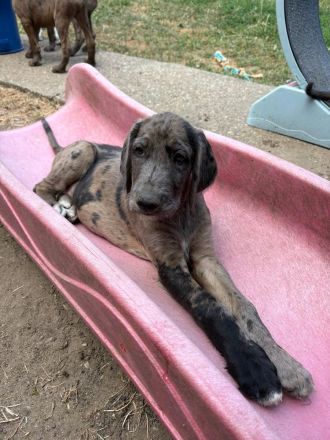 Deutsche Dogge x Pudel Mix Mischling sind süße Great Danoodle Welpen