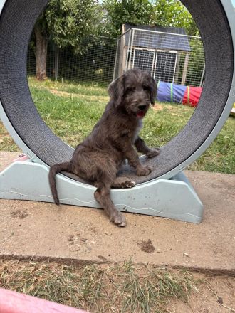 Deutsche Dogge x Pudel Mix Mischling sind süße Great Danoodle Welpen