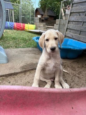 Deutsche Dogge x Pudel Mix Mischling sind süße Great Danoodle Welpen