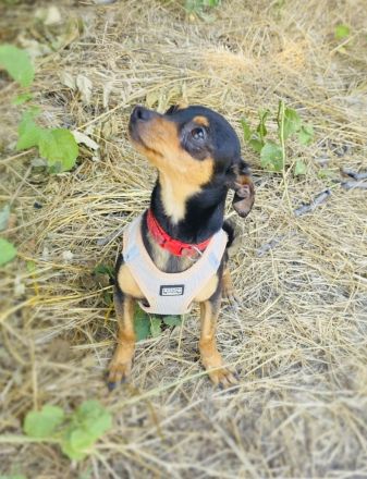 Dobri ein kleiner Pinscher
