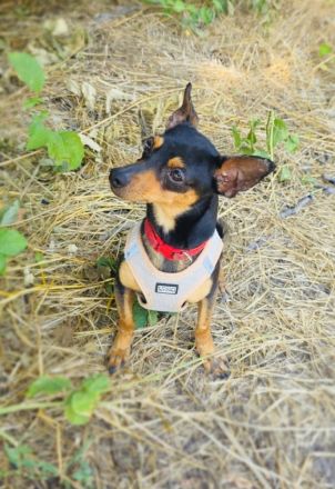 Dobri ein kleiner Pinscher