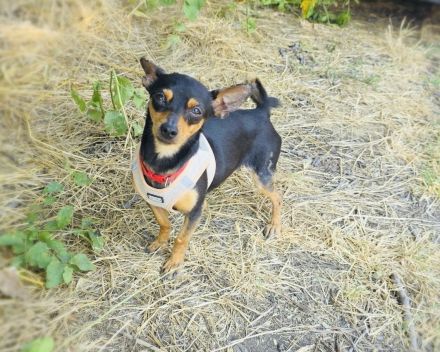 Dobri ein kleiner Pinscher