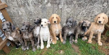 Deutsche Dogge & Pudel sind süße Great Danoodle Doodle Mischling Mix Welpen