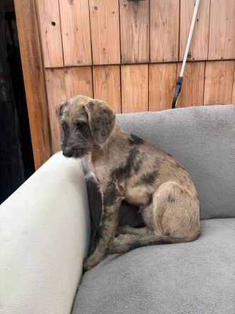 Great Danoodle Doodle Welpen, Deutsche Dogge Pudel Mix Mischling