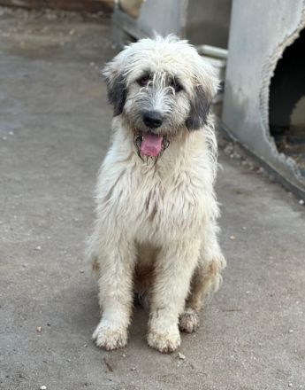 Taigo, geb. ca. 09/2025, lebt in GRIECHENLAND, im städt. Tierheim Serres