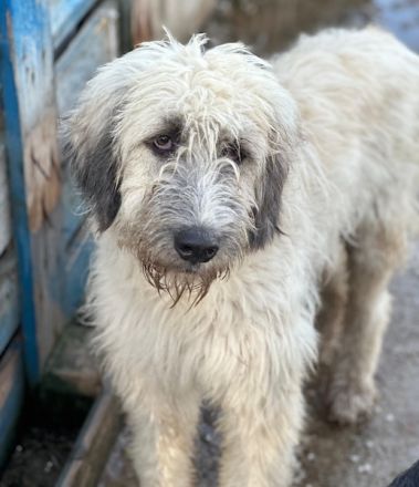 Taigo, geb. ca. 09/2025, lebt in GRIECHENLAND, im städt. Tierheim Serres