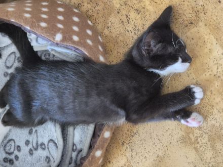 Liebevoller Kater (12 Wochen) sucht ein neues Zuhause