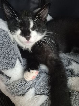Liebevoller Kater (12 Wochen) sucht ein neues Zuhause
