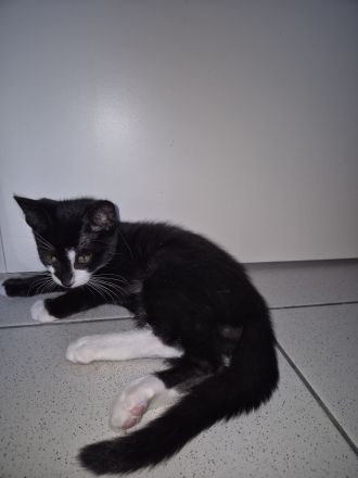 Liebevoller Kater (12 Wochen) sucht ein neues Zuhause